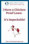 I Have a Chicken-Proof Lawn. It’s Impeckable- an image of a chicken pun